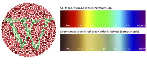 What to Know About Color Blindness | Your Eye Institute