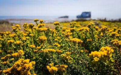 Managing Ocular Allergies