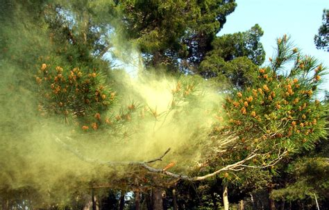 Trees Disbursing Pollen